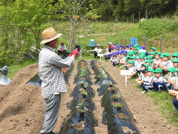 夏野菜の苗を植えました ほっとコミュニティ 園の最新news